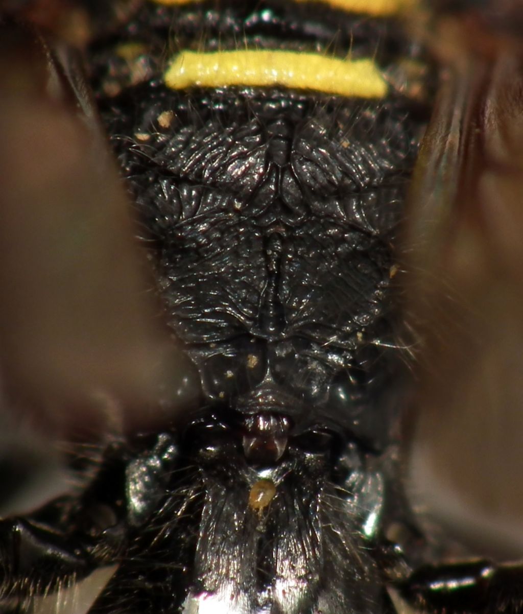 Crabronidae: Ectemnius lapidarius